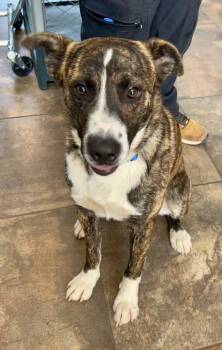 Rescue Mountain Cur Dogs for Adoption in Cottonwood, Arizona - Leggie | PetCurious