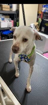 Chihuahua and Pointer Dogs Available for Adoption - Sam  | PetCurious