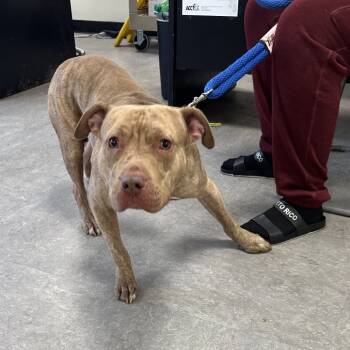 Rescue Mixed Breed Dogs for Adoption in Philadelphia, Pennsylvania - Cheeto | PetCurious