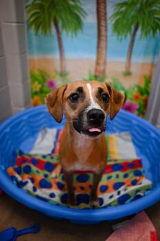 Ruby -  Hound Dog for Adoption in Kalamazoo, Michigan - Ruby | PetCurious
