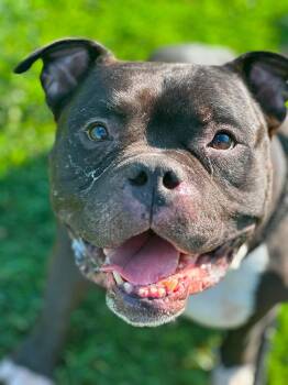 Triton -  Bulldog Dog for Adoption in North Syracuse, New York - Triton | PetCurious