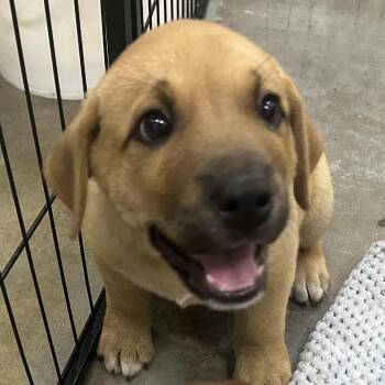 Hound and Labrador Retriever Dogs Available for Adoption in Parrish, Alabama - Ricky | PetCurious