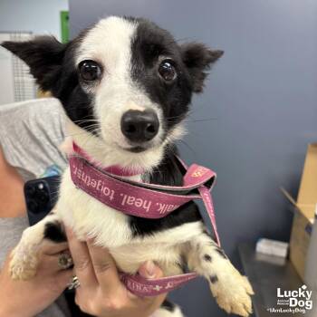 Maisie -  Jack Russell Terrier Dog for Adoption in Washington, District Of Columbia - Maisie | PetCurious