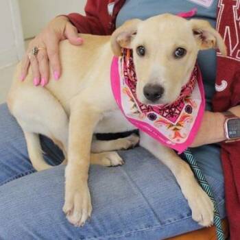 Danica -  Labrador Retriever and Mixed Breed Dog for Adoption in Calverton, New York - Danica | PetCurious