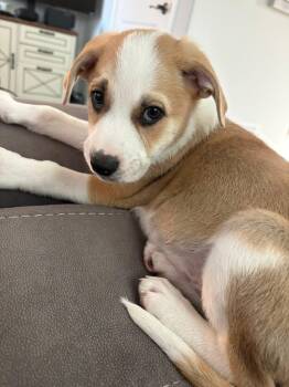 Labrador Retriever Dogs Available for Adoption - Pebbles  | PetCurious