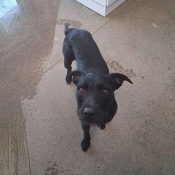 Spencer -  Terrier Dog for Adoption in Kingman, Arizona - Spencer | PetCurious