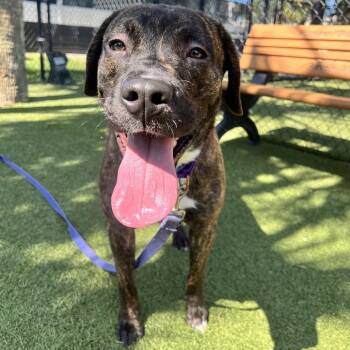 Perry -  Mixed Breed Dog for Adoption in Sarasota, Florida - Perry | PetCurious