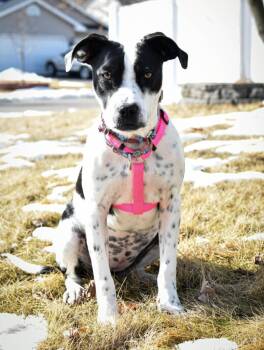 Rescue Mixed Breed Dogs for Adoption in Savage, Minnesota - Paige | PetCurious