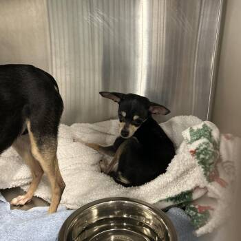 AMOR -  Chihuahua Dog for Adoption in Greensboro, North Carolina - AMOR | PetCurious