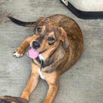 Maya -  Shepherd and Hound Dog for Adoption in Birmingham, Alabama - Maya | PetCurious