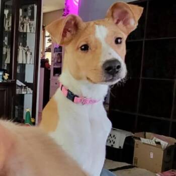 Pit Bull Terrier and Mixed Breed Dogs Available for Adoption in Tomah, Wisconsin - Freckles | PetCurious