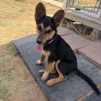 Scout -  Shepherd Dog for Adoption in Midland, Texas - Scout | PetCurious