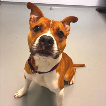 Mixed Breed Dogs Available for Adoption in Saint Charles, Missouri - Sunny | PetCurious