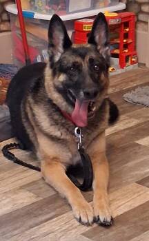Adele -  German Shepherd Dog Dog for Adoption in Fort Wayne, Indiana - Adele | PetCurious
