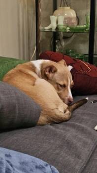 Rescue Mixed Breed Dogs for Adoption in Memphis, Tennessee - Charleyy | PetCurious