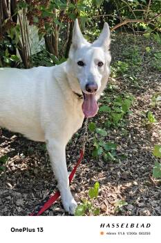 Skye -  German Shepherd Dog Dog for Adoption in Toronto, Ontario - Skye | PetCurious