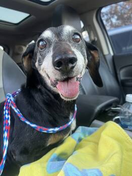 Rescue Dachshund Dogs for Adoption in Shawnee, Oklahoma - Betty | PetCurious