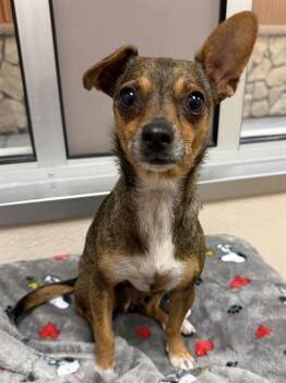 CHANTELLE -  Chihuahua Dog Available for Adoption in Sacramento, California - CHANTELLE | PetCurious