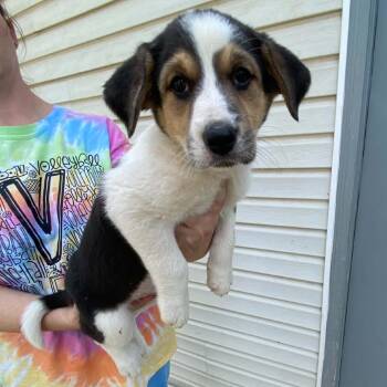 Spruce -  Border Collie Dog for Adoption in Pineville, Missouri - Spruce | PetCurious