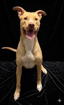 Mixed Breed Dogs Available for Adoption - BLUE | PetCurious