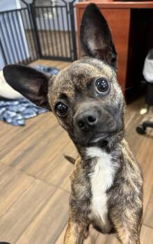 Sage -  Boston Terrier Dog for Adoption in Hilton Head Island, South Carolina - Sage | PetCurious