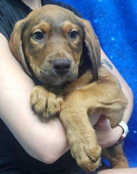 Hound and Labrador Retriever Dogs Available for Adoption - 260304  Whopper | PetCurious