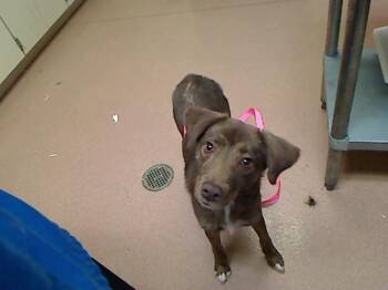 MAGGIE -  Australian Shepherd and Mixed Breed Dog for Adoption in Cookeville, Tennessee - MAGGIE | PetCurious