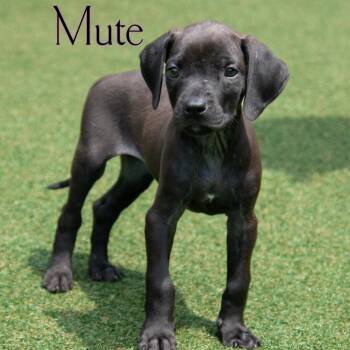 Mute -  Mixed Breed Dog for Adoption in Parkersburg, West Virginia - Mute | PetCurious