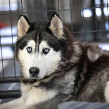 Husky Dogs Available for Adoption - Oliver (F26-09) | PetCurious