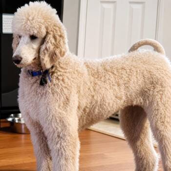 Mary Jane Pippa (Benefactor Dog) -  Standard Poodle Dog for Adoption in New Orleans, Louisiana - Mary Jane Pippa (Benefactor Dog) | PetCurious