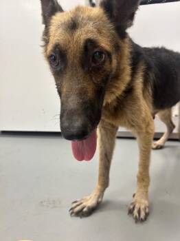Scooby Dee -  Shepherd Dog for Adoption in Hartsville, South Carolina - Scooby Dee | PetCurious