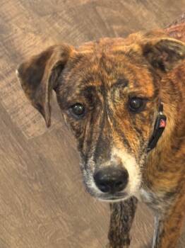 Rescue Labrador Retriever and Yellow Labrador Retriever Dogs for Adoption in Little Rock, Arkansas - Tiger | PetCurious