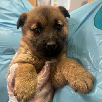 Mixed Breed Dogs Available for Adoption - Bear | PetCurious