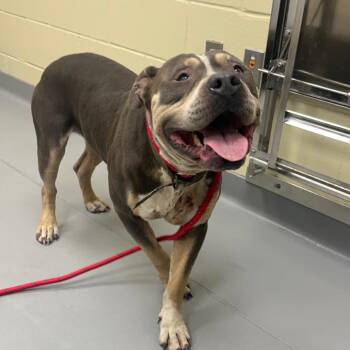 Mixed Breed Dogs Available for Adoption in Columbus, Georgia - 04/27/2026-Stray-EdgechesterAve_2 | PetCurious
