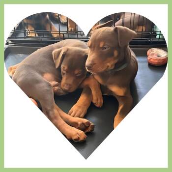 Rescue Rottweiler Dogs for Adoption in Plano, Texas - Vixen | PetCurious