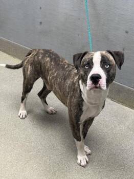 Pit Bull Terrier Dogs Available for Adoption - RIZZ | PetCurious