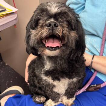 Zach -  Mixed Breed Dog for Adoption in Columbiana, Alabama - Zach | PetCurious