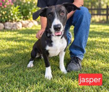 Jasper -  Labrador Retriever and Corgi Dog for Adoption in Fort Worth, Texas - Jasper | PetCurious