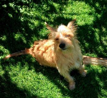 Max -  Terrier and Cairn Terrier Dog for Adoption in Plainfield, Illinois - Max | PetCurious
