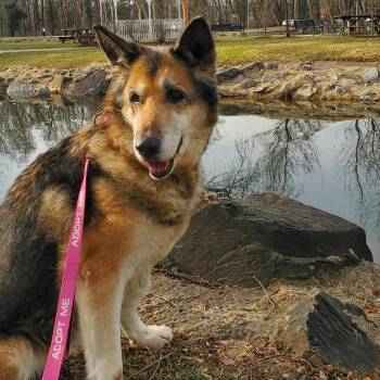 Mixed Breed and German Shepherd Dog Dogs Available for Adoption - Sadie | PetCurious