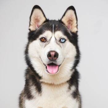 Gimli -  Siberian Husky Dog for Adoption in Palm Springs, California - Gimli | PetCurious