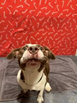 American Staffordshire Terrier Dogs Available for Adoption - Capri | PetCurious