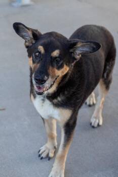 Moses -  Shepherd Dog for Adoption in Aurora, Illinois - Moses | PetCurious
