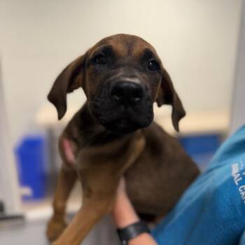 Norton -  Mixed Breed Dog for Adoption - Norton | PetCurious