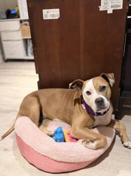 Rescue Boxer and Terrier Dogs for Adoption in Carmel Hamlet, New York - Hannah | PetCurious