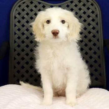 Australian Shepherd and Standard Poodle Dogs Available for Adoption in Fort Davis, Texas - Murphy | PetCurious