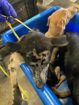 REMI -  German Shepherd Dog and Mixed Breed Dog for Adoption in Dallas, Texas - REMI | PetCurious