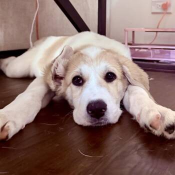 Baby Spice -  Great Pyrenees Dog for Adoption in South Elgin, Illinois - Baby Spice | PetCurious