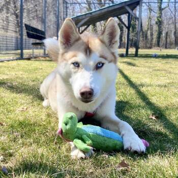 Rescue Mixed Breed Dogs for Adoption in New York, New York - Taffy | PetCurious