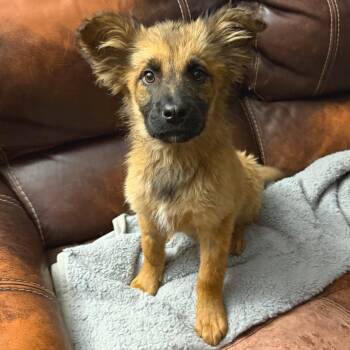Mixed Breed Dogs Available for Adoption in Buffalo, Minnesota - Embarcadero | PetCurious
